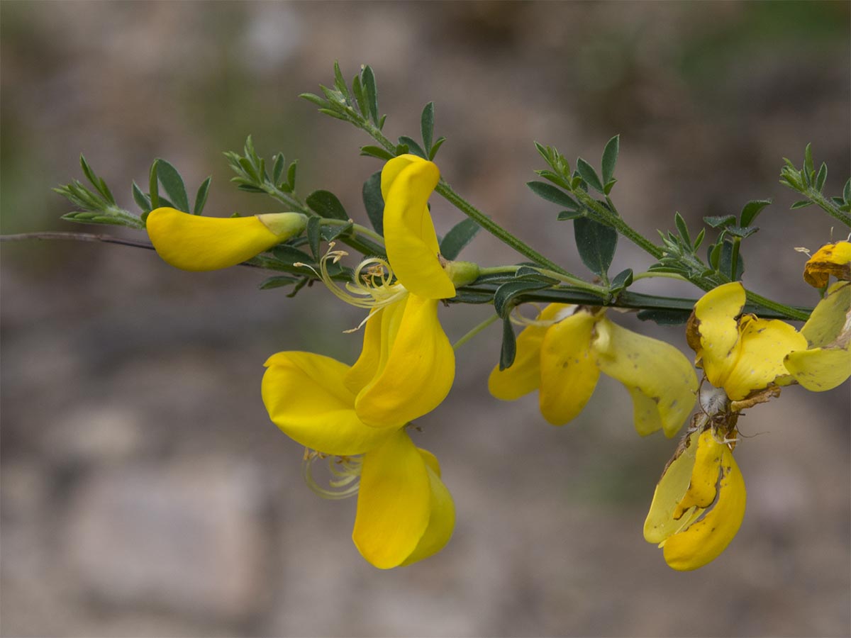 Cytisus scoparius